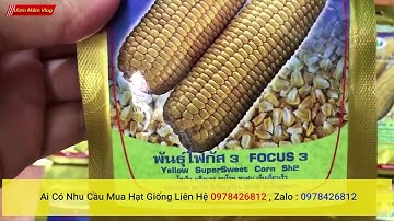 phân phối và bán lẻ hạt giống ngô ngọt vàng nhập khẩu thái lan nguyên bao bì , giao hàng toàn quốc
