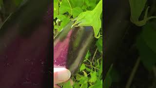 2026 veggie garden 