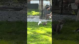 The white brat tried to take me out at the end of the video. 🤣🤣🐥🐥🐥