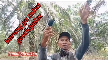 mikat burung Kacer Tampa pikat/tonggok.burung bandel.