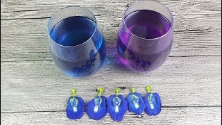 Butterfly Pea Flower Tea (蝴蝶豌豆花茶) 