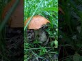 Подосиновики в начале июня 2020 года! Первые благородные грибы!