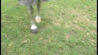 the horse eats cameras :P