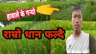 बडौलिकुनामा ढलेको धानहरु मिलाउदै Vlogs ||  Beautiful Paddy In Nepal