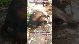 প্রথমবার ছাগলের কিভাবে বাচ্চা হয় দেখুনviral