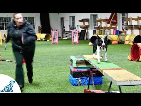 dog-agility-training-with-kayl-mccann