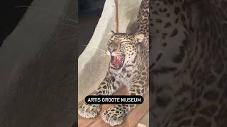 Artis Groote Museum Amsterdam Netherlands Zoological Society