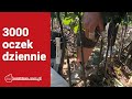 3000 oczek dziennie czyli okulizacja podkładek w szkółce. Sad zaczyna się w szkółce