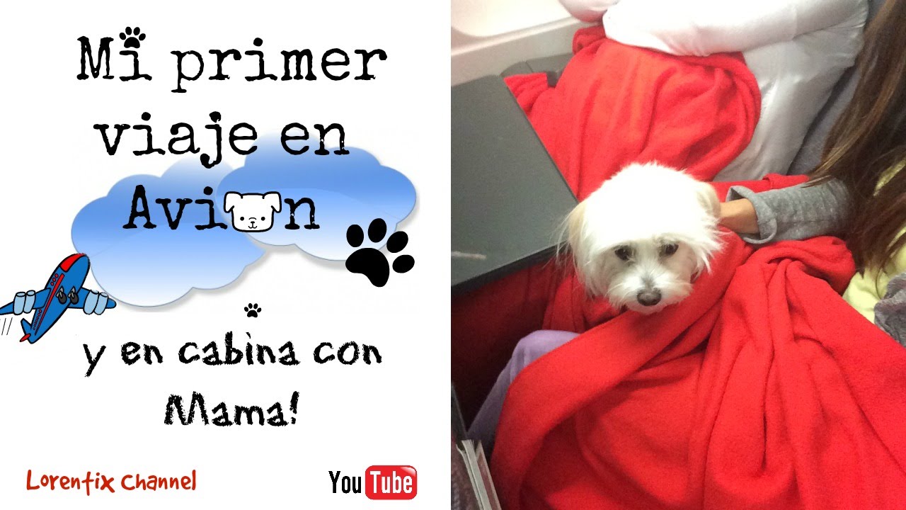Viajando Con Mi Perro En El Avion De Usa A Europa