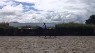 Ruby canter work left rein