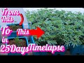 12 plant hydroponic grow guide complete veg timelapse