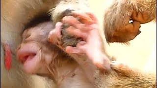 Why Mom Rejected Baby | QUINTON Baby Monkey Crying For Milk | Baby Cry So Loud | Baby Monkey Videos