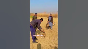 LaJpal shikar group KiSrAn 🔥#bestdogsintheworld #animals  #shikari #funny #doglover #shikarikutta