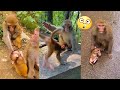 An evil mother monkey bullies the children of another mother monkey
