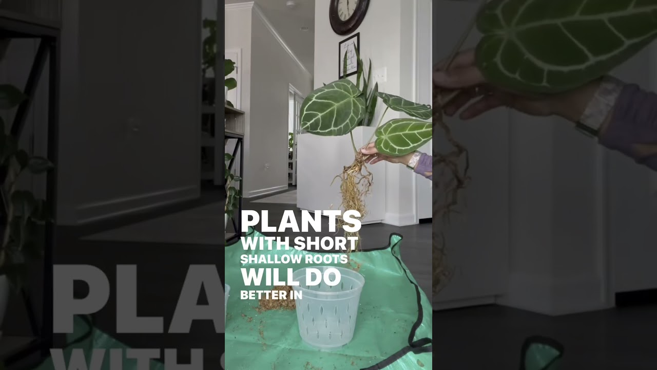 Find the Perfect Home for Your Plants with These Tips 