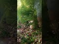 Guppies Having Blood Worm