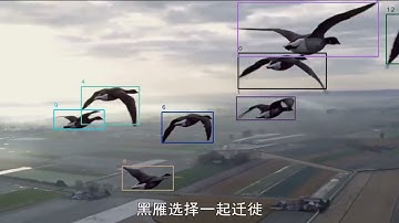 Data Annotation Services For Multiple Object Tracking in Complex Scenarios | Wisepl