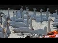 《地理中国》 冬日传奇·解密天鹅湖 黄海之滨 为何会成为大天鹅生活的天堂？ 20181226 | CCTV科教