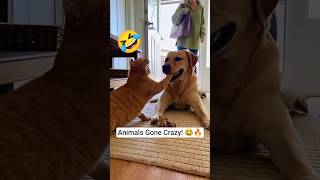 Americas Funniest Animal Today