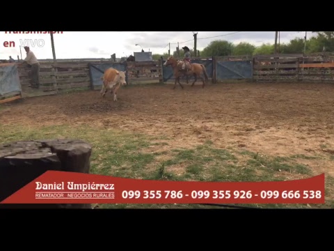 video phone beyonce mp3 Local Las Barreras Escritorio Daniel Umpierrez