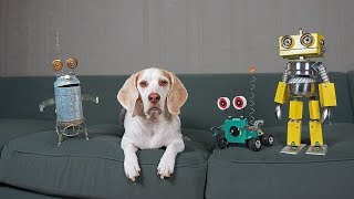 Dogs vs Steampunk Robot War: Funny Dogs Maymo, Potpie, & Penny