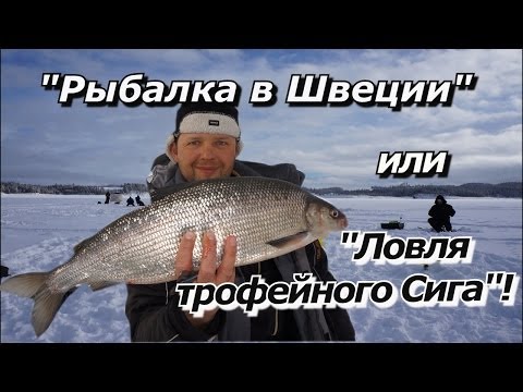 отчеты о рыбалке на сиге