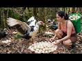 LIVESTREAM: Harvesting Abundant Wild Muscovy Duck Egg Nests in the Forest for a $2,000 Market Sale