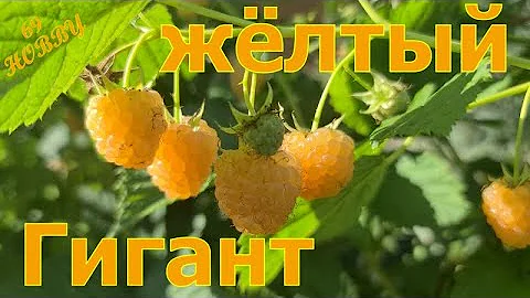 Малина ЖЁЛТЫЙ ГИГАНТ! Золото в ВАШЕМ саду! Обзор сорта