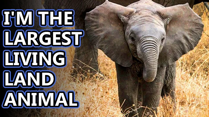 African Elephant facts: the largest living land animals | Animal Fact Files - DayDayNews