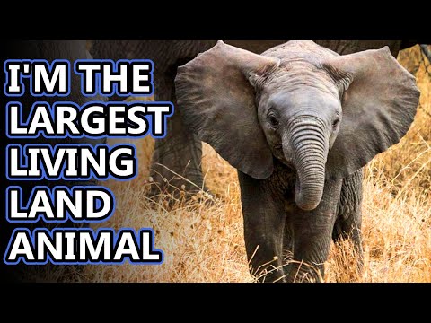 African Elephant facts: the largest living land animals | Animal Fact Files