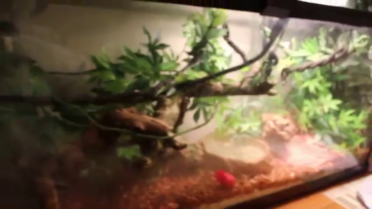 Terrarium for a Boa Constrictor YouTube