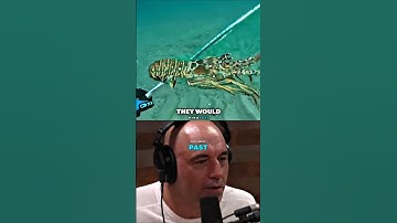 Why Was Lobster Seen As Garbage - Joe Rogan