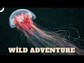 The Hidden Secrets of Life in the Oceans | Wild Ones Episode 14 | Animal Documentary