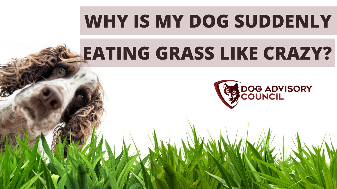 how do i stop my dog from eating grass