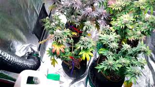 nukeheads purple apple fritter, Alaskan thunderfuck, cancer blaster