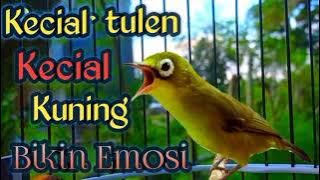 Download lagu RAJANYA BIKIN EMOSI KECIAL KUNING BISUPUN JADI GACOR