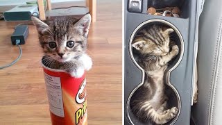 Best Kittens Videos - Am I So Cute? | Ep. #20 by Cats Are the Best Pets 182,320 views 2 years ago 8 minutes, 8 seconds