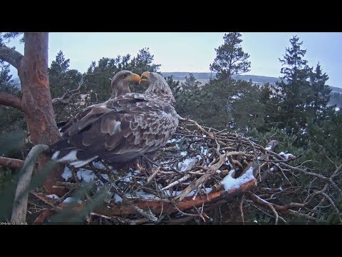 Веб-камеры с животными - 3039773