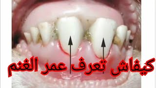 تعلم كيفاش تعرف عمر الغنم عن طريق الاسنان بسهولة