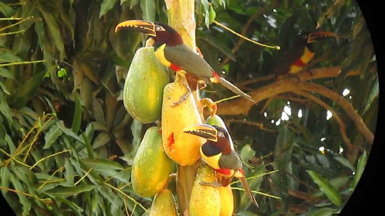 Chestnut eared Aracari - Pteroglossus castanotis - Pantanal, Brazil