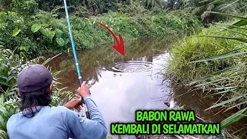 MANCING NILA RAWA DENGAN UMPAN ANDALAN || UMPAN LUMUT || BUMI MINANG Channel