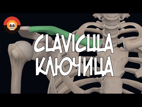 Ключица (Clavicula) 3D Анатомия