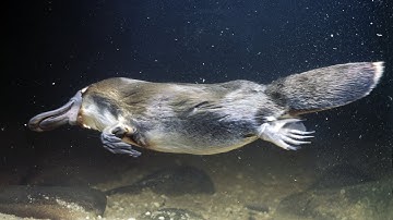 Duck Billed Platypus Facts