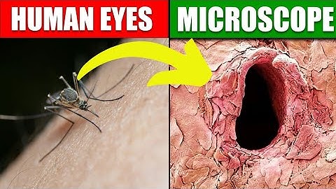 "Hidden Things Only Seen Under a Microscope 🔬😱"