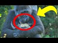 Staff Didn’t Know What Gorilla Was Holding, Until They Got Closer