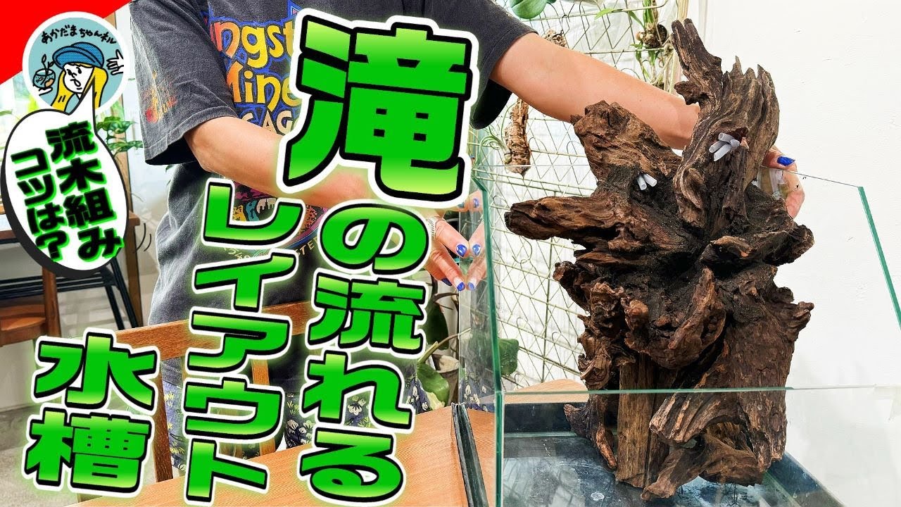 アクアリウム】滝の流れる30センチレイアウト水槽の作成方法（流木組み