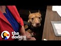 Office Pittie Has The Best Attitude About Going To Work | The Dodo Pittie Nation