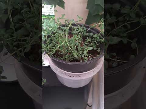 Видео: Стелющийся розмарин Информация о растении: выращивание ползучего розмарина почвопокровного