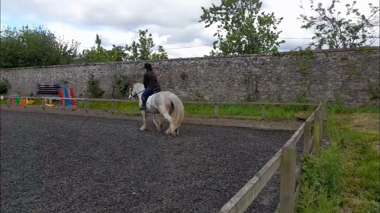 walk trot training test 1c YouTube