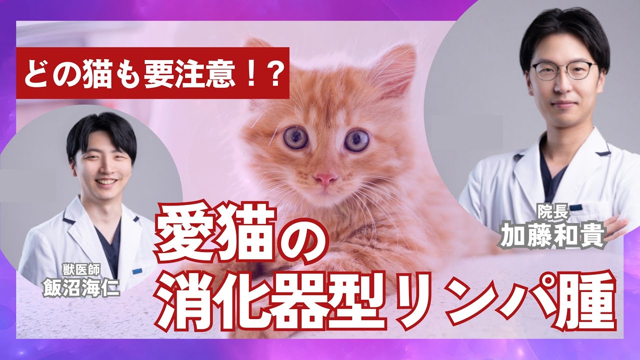獣医師が解説！「愛猫の消化器型リンパ腫」